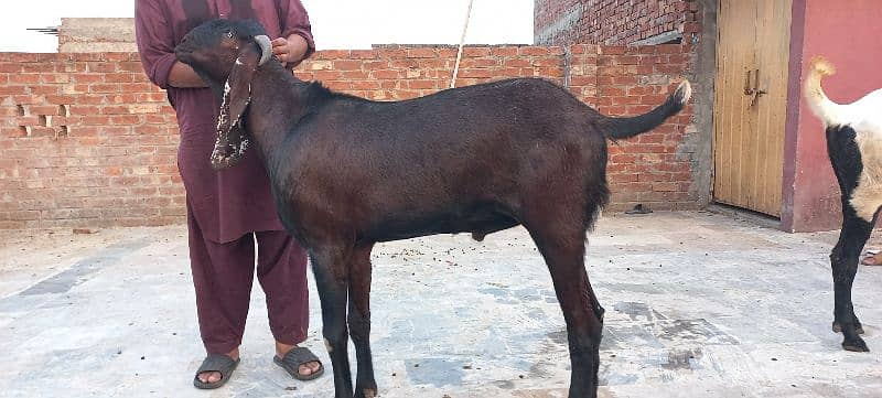 1 nagra goat and 1 bital goat male for sell 1