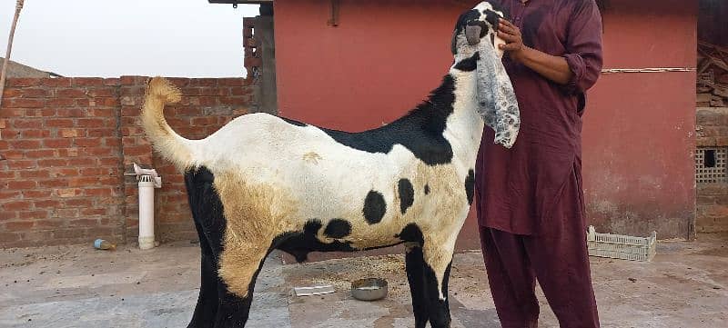 1 nagra goat and 1 bital goat male for sell 5