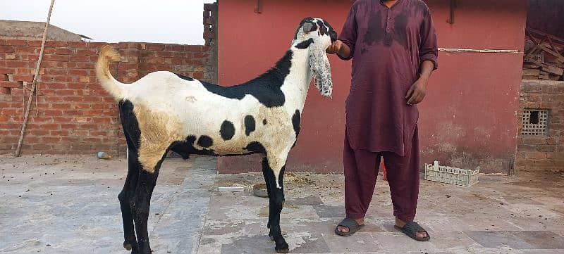 1 nagra goat and 1 bital goat male for sell 6