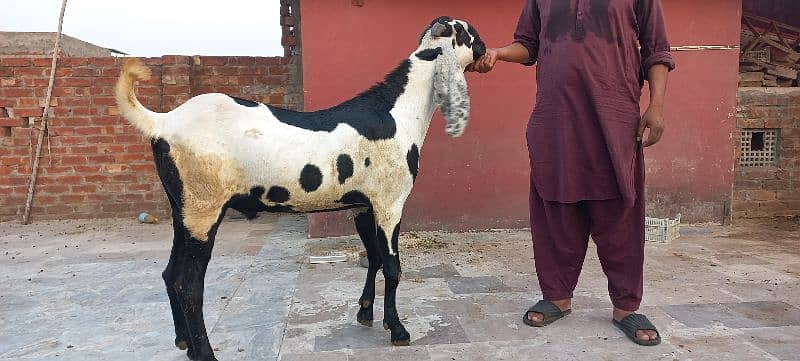 1 nagra goat and 1 bital goat male for sell 7