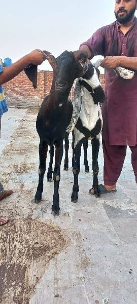 1 nagra goat and 1 bital goat male for sell 9
