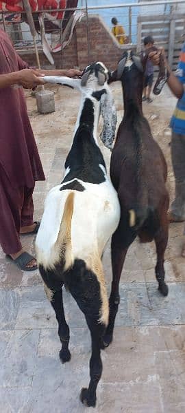 1 nagra goat and 1 bital goat male for sell 10