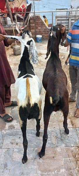 1 nagra goat and 1 bital goat male for sell 11