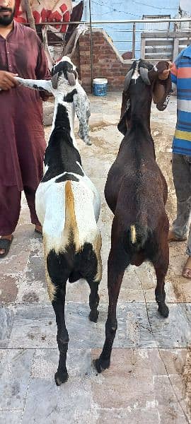 1 nagra goat and 1 bital goat male for sell 12