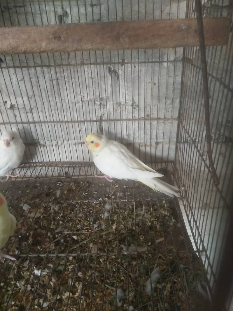 eno and common white red eyes cocktail for sale 2