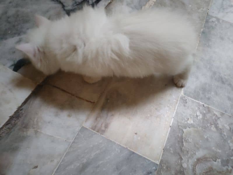 Persian kitten for sale 5
