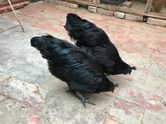 Ayam cemani pure 2 females urgent sale need money for sale