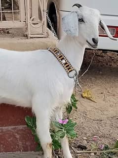 female baby goat