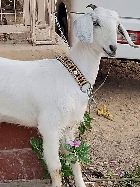 female baby goat 0