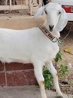 female goat 7 months old