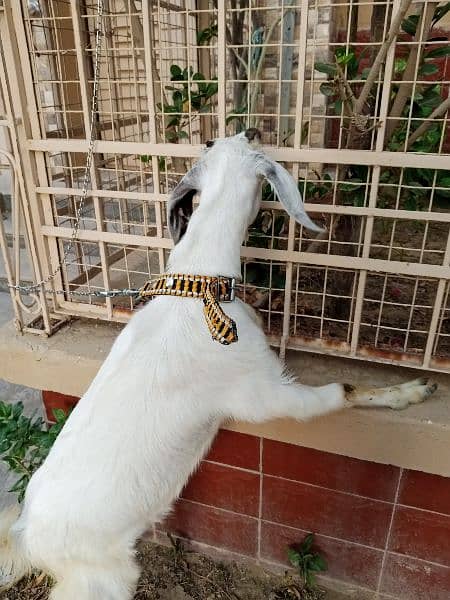 female goat 5months old 3