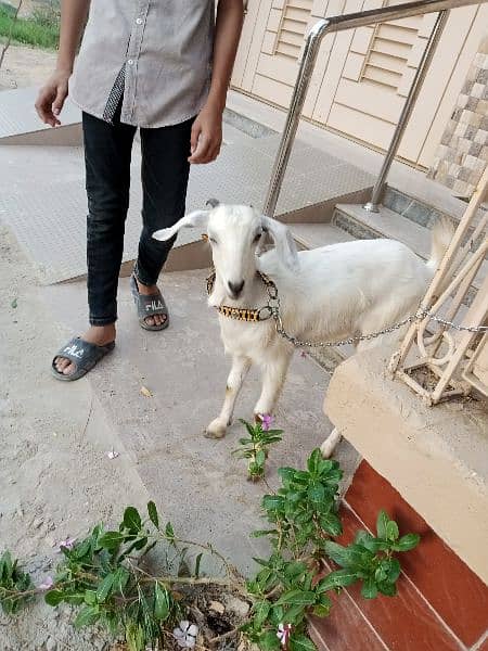 female baby goat 6