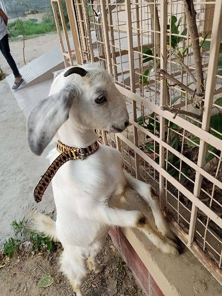 female goat 5months old 8