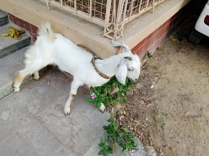 female baby goat 9
