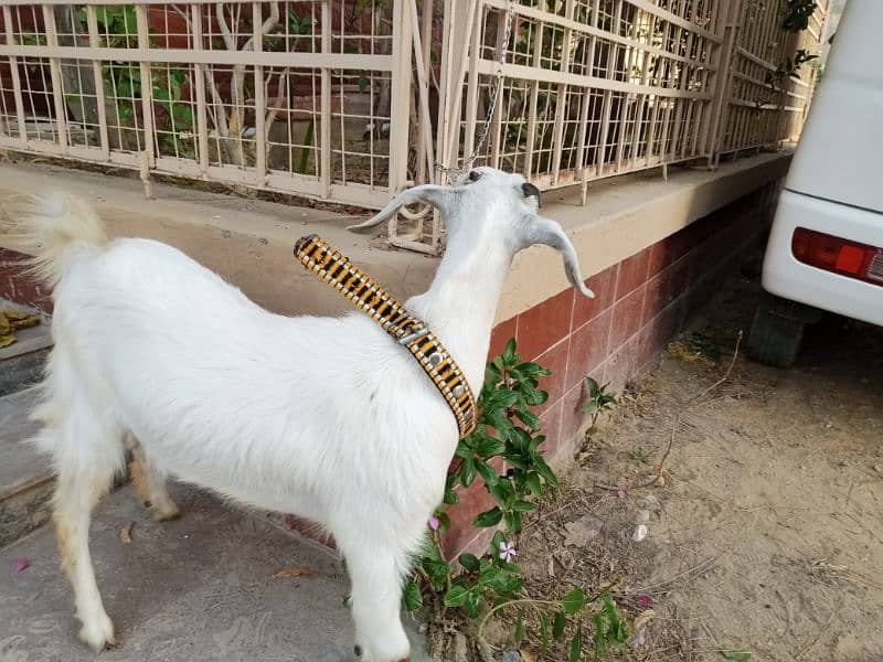 female goat 5months old 10