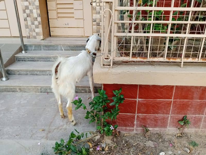 female goat 5months old 12