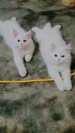 Persian triple coat cats couple