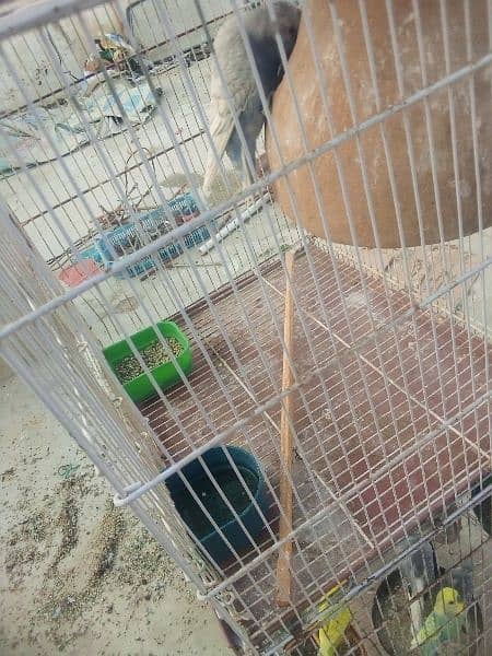 cage 3 portion for sale 4