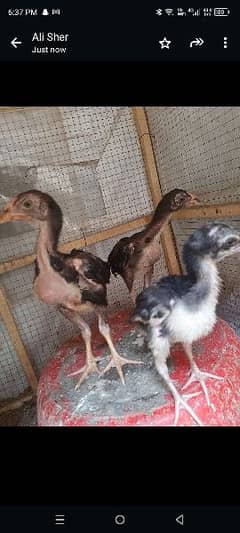 2 Month Thai aseel chicks