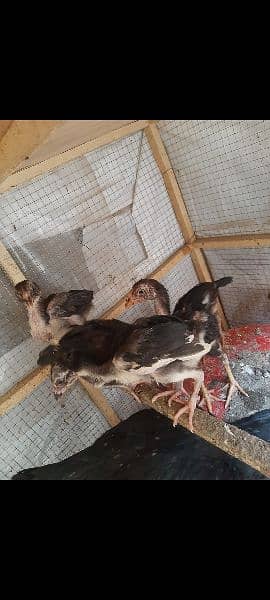 2 Month Thai aseel chicks 2