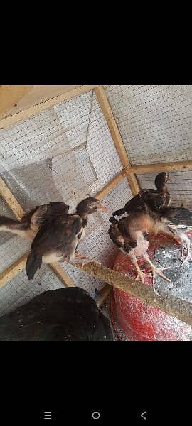 2 Month Thai aseel chicks 3