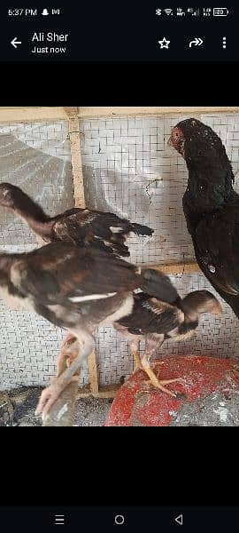 2 Month Thai aseel chicks 5