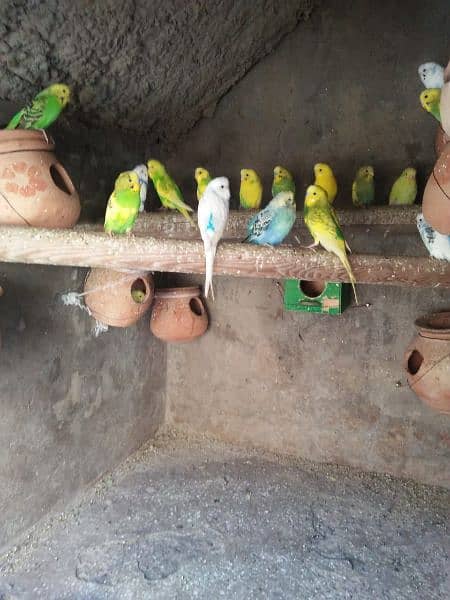 Australian parrots 4