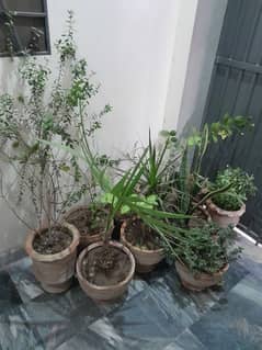 plants indoor and outdoor