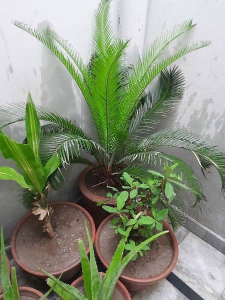 plants indoor and outdoor 1