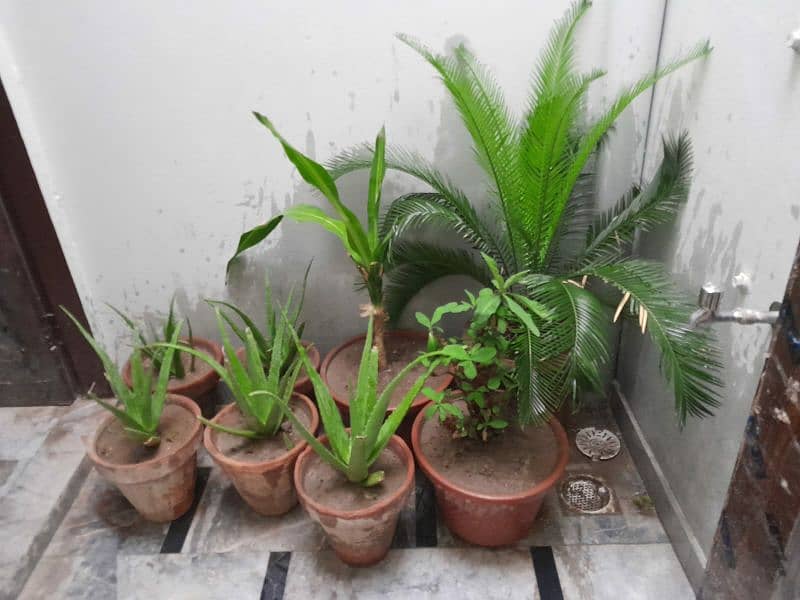 plants indoor and outdoor 2