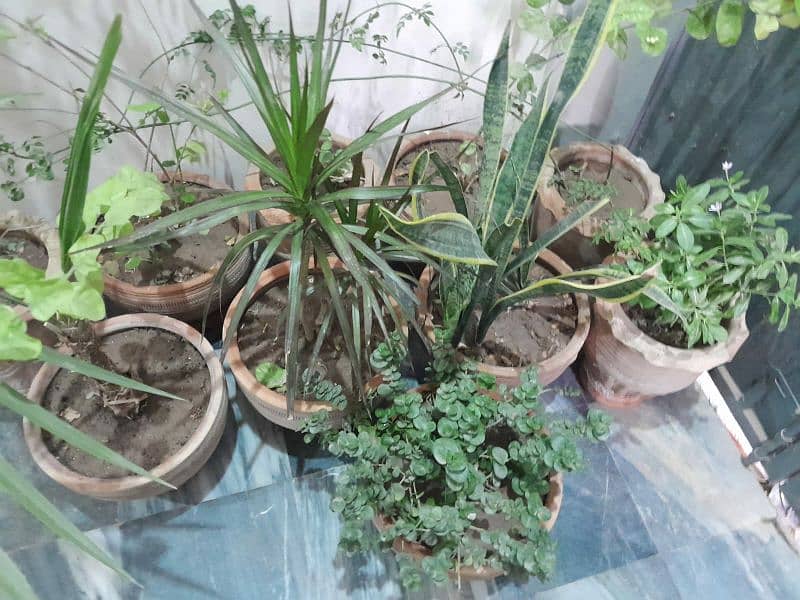 plants indoor and outdoor 3