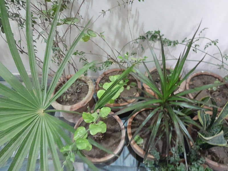 plants indoor and outdoor 4