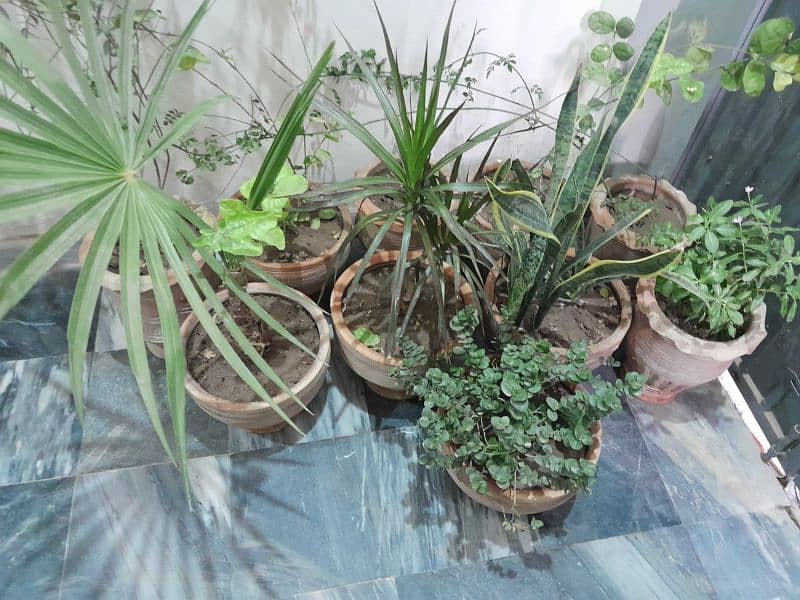 plants indoor and outdoor 6