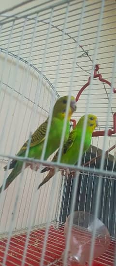 parrots pair for sale
