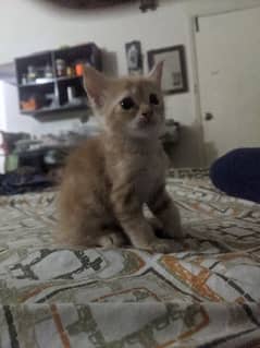 Pure Persian Kitten Triple Coat