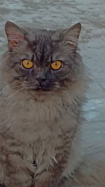 Male Persian Breed Cat Adlut 0