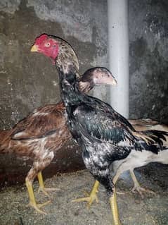 Pure Aseel set of 3. . . one male 2 hens