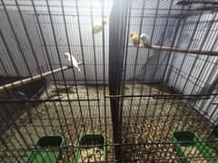 albino red eye 2 males /1 cremino /1pastilino /1 fisher pair/with cage
