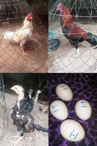 2 Aseel murga, chicks , fertile eggs  (03445152074) whatsap 0
