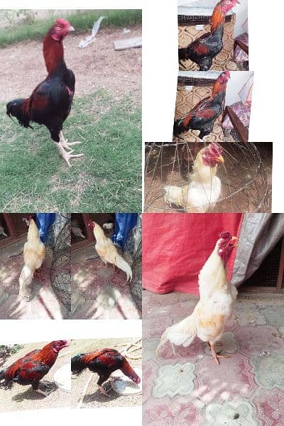 2 Aseel murga, chicks , fertile eggs  (03445152074) whatsap 1