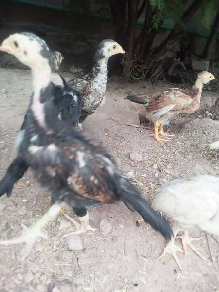 2 Aseel murga, chicks , fertile eggs  (03445152074) whatsap 2