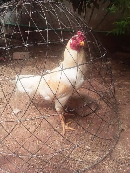 2 Aseel murga, chicks , fertile eggs  (03445152074) whatsap 5
