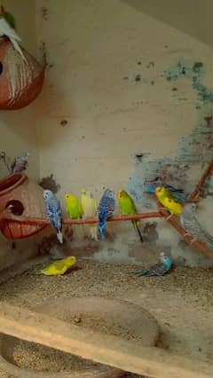 Astalion parrots