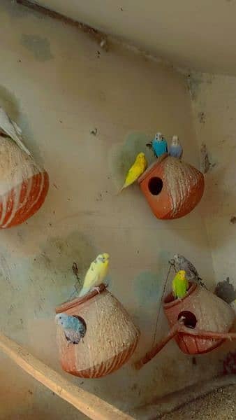Astalion parrots 1