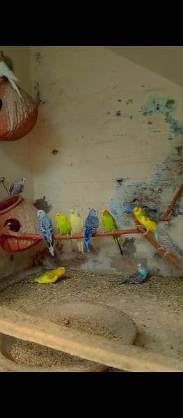 Astalion parrots 2
