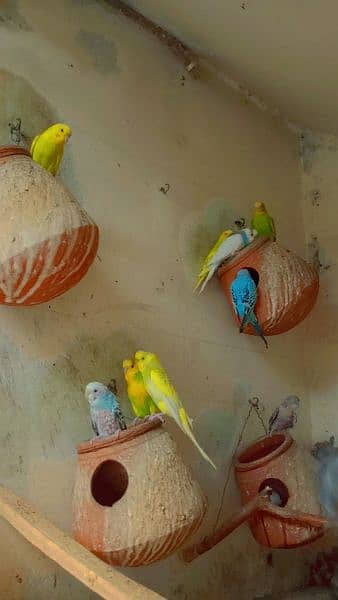 Astalion parrots 4