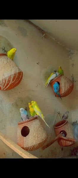 Astalion parrots 6
