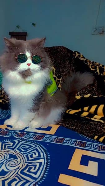 Persian cats for sale 2