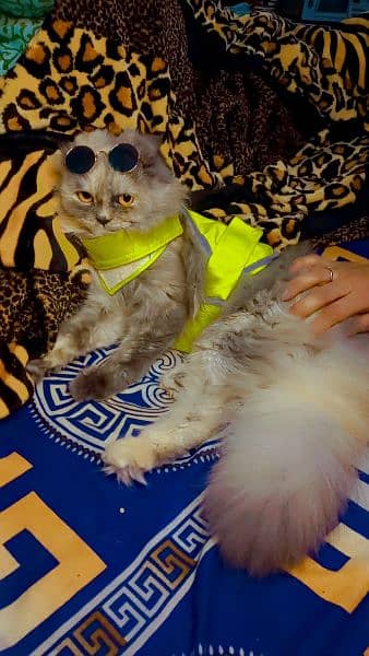 Persian cats for sale 3