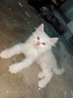 Persian female kittens available 0